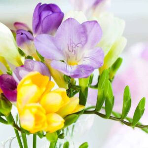Freesia fragrance oil for use in candles, soap, perfume, diffusers and more
