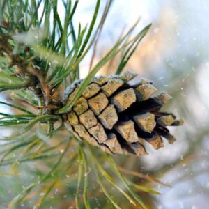 Frosted Pinecones fragrance oil for use in candles, soap, perfume, diffusers and more