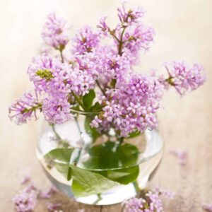 Lilac fragrance oil for use in candles, soap, perfume, diffusers and more
