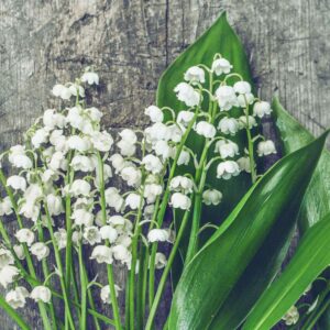 Lily of the Valley fragrance oil for use in candles, soap, perfume, diffusers and more