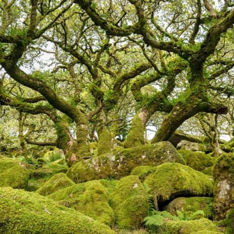 Oakmoss & Amber fragrance oil for use in candles, soap, perfume, diffusers and more
