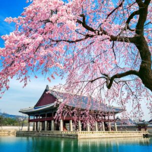 Japanese Cherry Blossom fragrance oil for use in candle making, soap making, perfumes, diffusers and more.